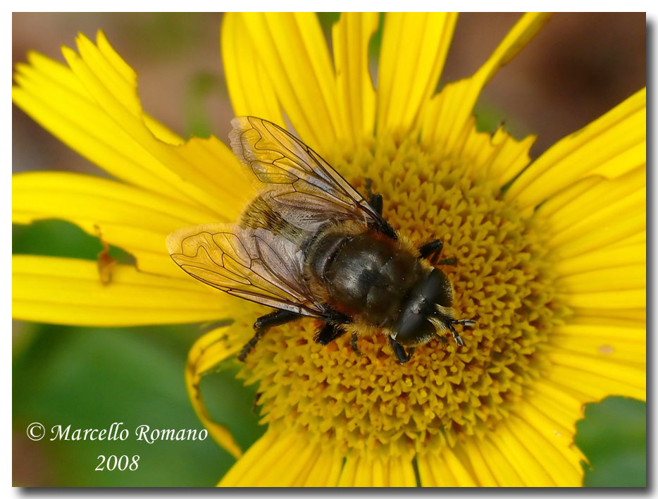 Insetti dalla Croazia: 20. Ditteri (specie diverse)